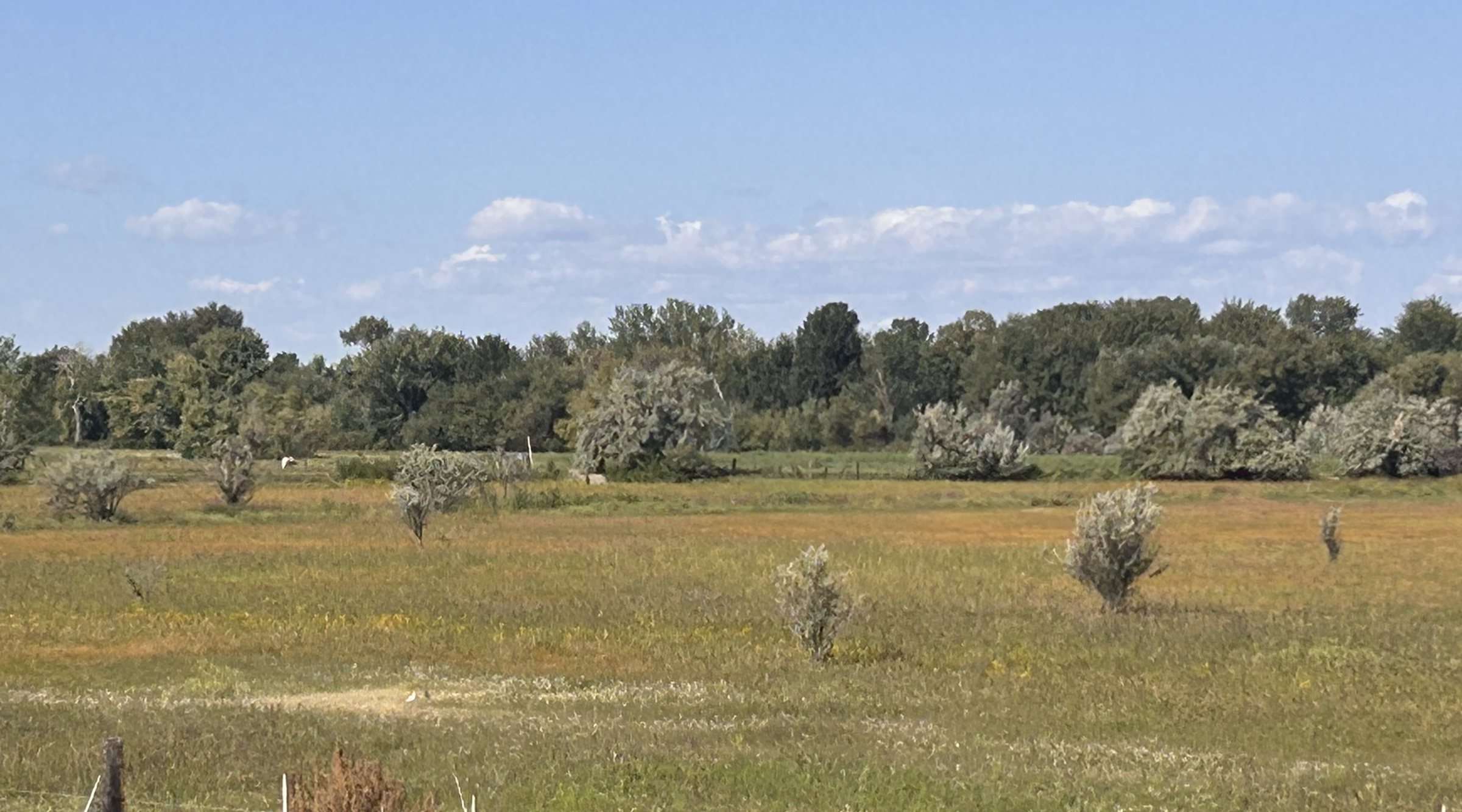 Open pasture outside Star, Idaho: sagebrush and dry grass in the foreground, a line of cottonwoods along the river and a wide blue sky